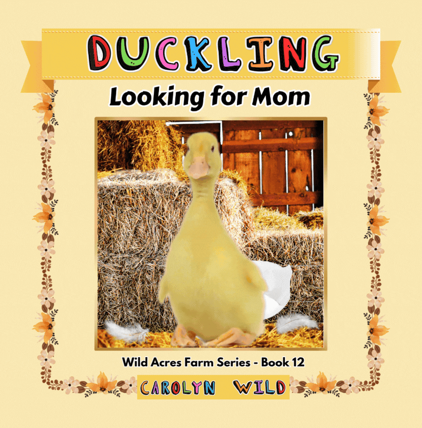 Duckling Looking for Mom gif